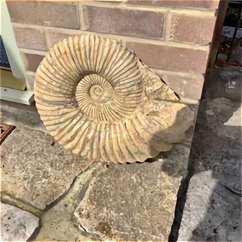 british ammonite for sale uk.